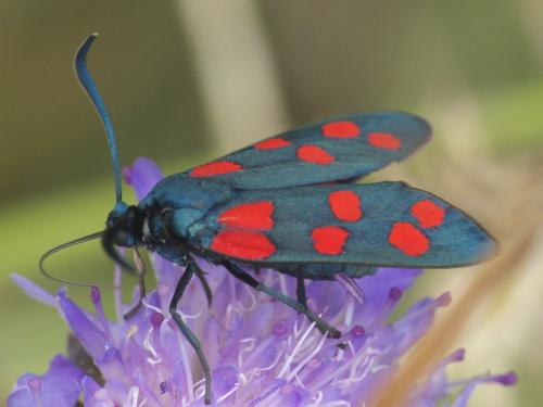 Réf. 222 380 : Zygaena transalpina hippocrepidis
